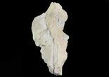 Oreodont (Merycoidodon) Partial Skull - Wyoming #66883-2